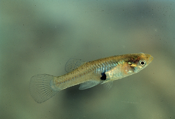 Noxious fish net big fines